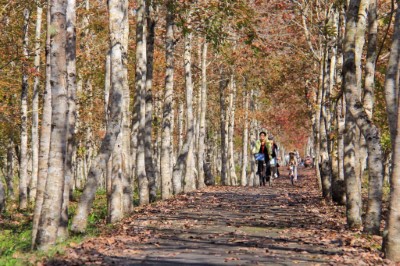 大農大富平地森林園區南區楓香林